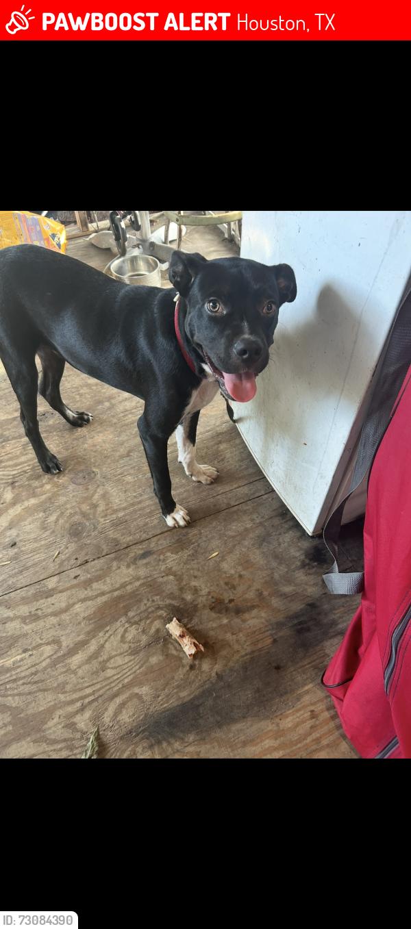 Lost Male Dog last seen Spring , Houston, TX 77093