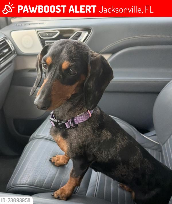 Lost Female Dog last seen Empire Point off Atlantic Blvd, Episcopal High School area, Jacksonville, FL 32207