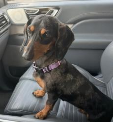Lost Female Dog last seen Empire Point off Atlantic Blvd, Episcopal High School area, Jacksonville, FL 32207