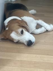 Found/Stray Male Dog last seen Deptford, Greater London, England SE8 5QW