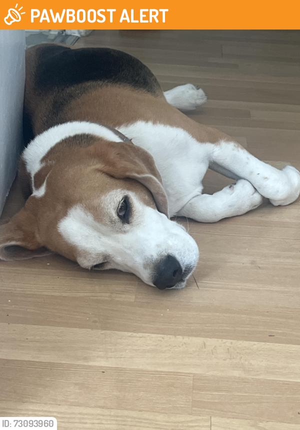 Found/Stray Male Dog last seen Deptford, Greater London, England SE8 5QW
