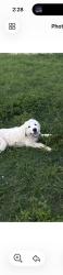 Lost Male Dog last seen Briggs, Bexar County, TX 78002