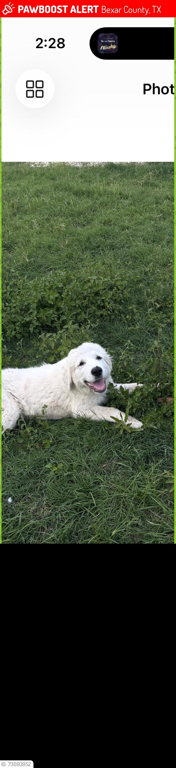 Lost Male Dog last seen Briggs, Bexar County, TX 78002