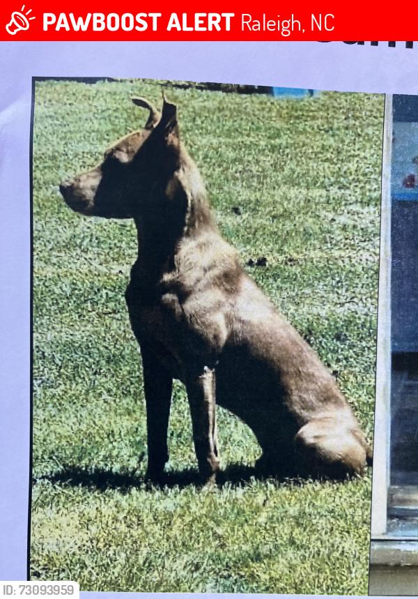 Lost Male Dog last seen East Lee Street and Person by Shaw, Raleigh, NC 27601