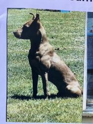 Lost Male Dog last seen East Lee Street and Person by Shaw, Raleigh, NC 27601