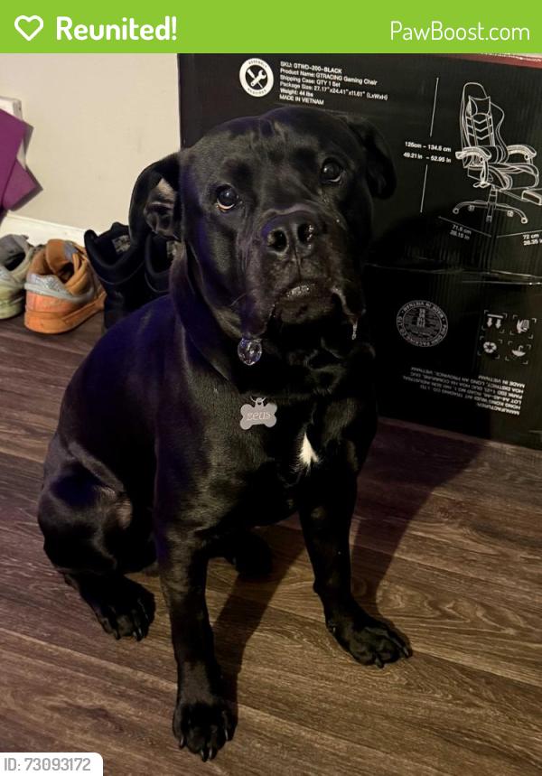 Reunited Male Dog last seen River Breeze Drive and Willow Court, Douglasville, GA 30135