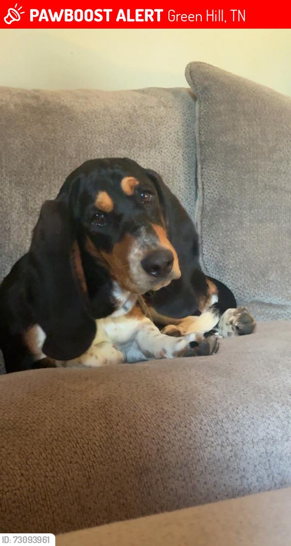 Lost Female Dog last seen Glen Echo drive, needmore road., Green Hill, TN 37138