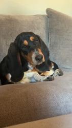 Lost Female Dog last seen Glen Echo drive, needmore road., Green Hill, TN 37138