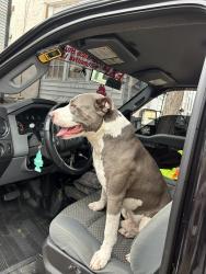 Reunited Male Dog last seen Green street and west Harvey street , Philadelphia, PA 19144