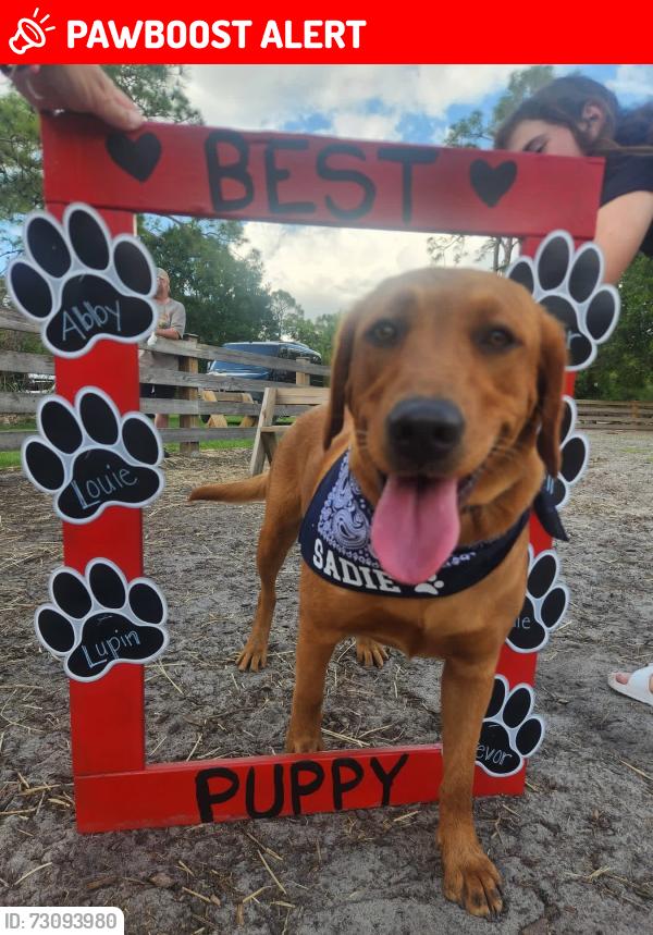 Lost Female Dog last seen Cook Brown Rd and Tilton Rd Punta Gorda Fl, Charlotte County, FL 33917