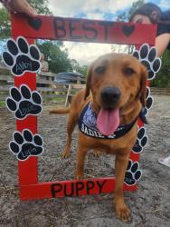 Lost Female Dog last seen Cook Brown Rd and Tilton Rd Punta Gorda Fl, Charlotte County, FL 33917