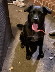 Found/Stray Male Dog last seen Near abner, Kaufman, TX 75142