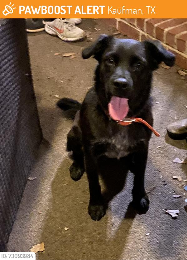 Found/Stray Male Dog last seen Near abner, Kaufman, TX 75142