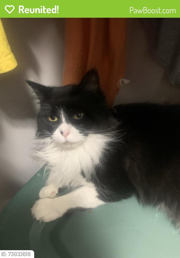 Reunited Female Cat last seen King street west and Spencer avenue , Toronto, ON M6K