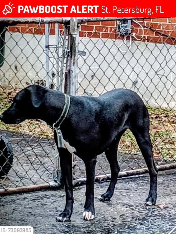 Lost Female Dog last seen Bayshore, St. Petersburg, FL 33701