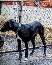 Lost Female Dog last seen Bayshore, St. Petersburg, FL 33701