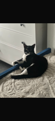 Reunited Male Cat last seen WS54NN, Walsall, England 