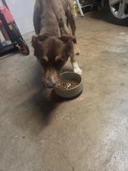 Found/Stray Male Dog last seen Johnson and Chandler, Keller, TX 76248