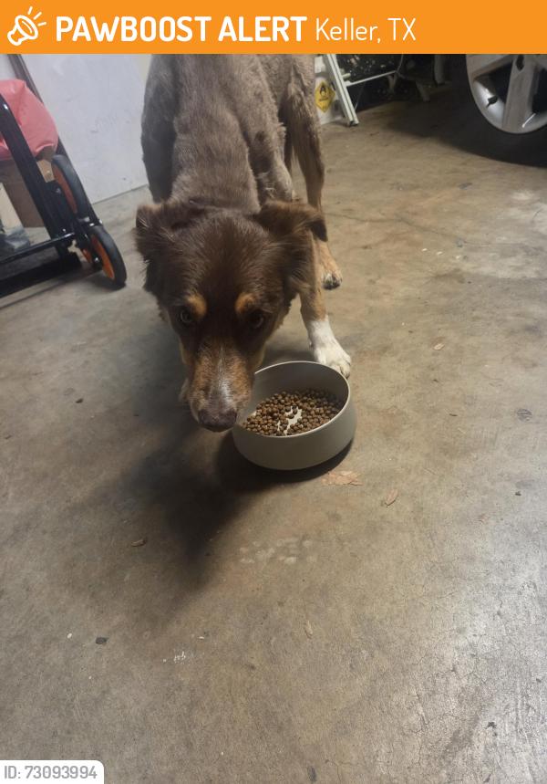 Found/Stray Male Dog last seen Johnson and Chandler, Keller, TX 76248