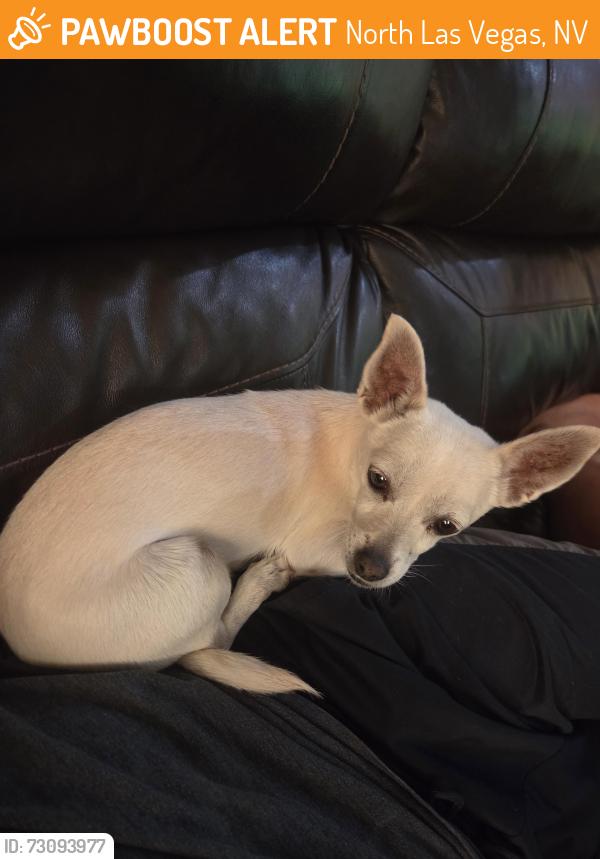 Found/Stray Male Dog last seen Near majestic sky drive, North Las Vegas, NV 89031