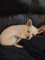 Found/Stray Male Dog last seen Near majestic sky drive, North Las Vegas, NV 89031