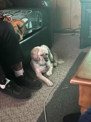 Lost Female Dog last seen Menominee Dr, Cincinnati, OH 45251