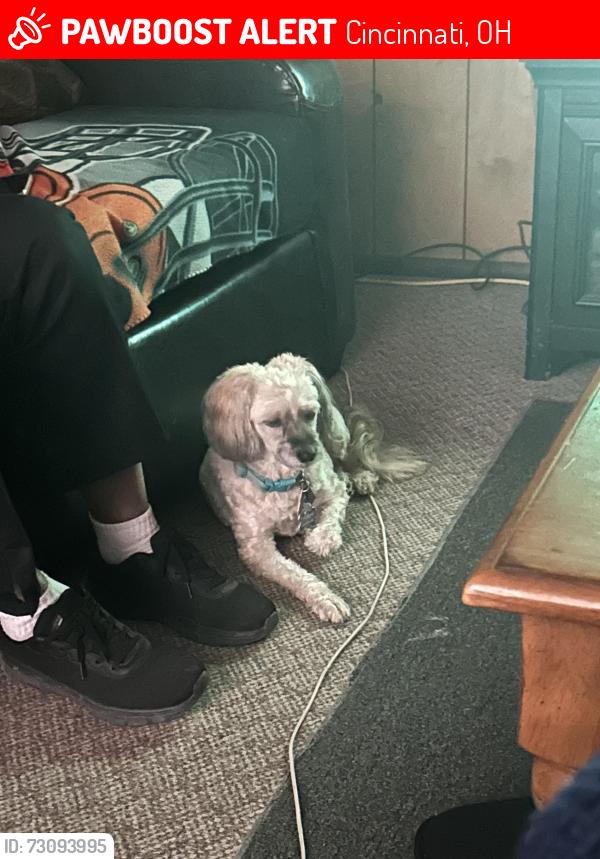 Lost Female Dog last seen Menominee Dr, Cincinnati, OH 45251