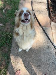 Found/Stray Male Dog last seen Near Dickson Animal hosp, Belmont, NC 28012
