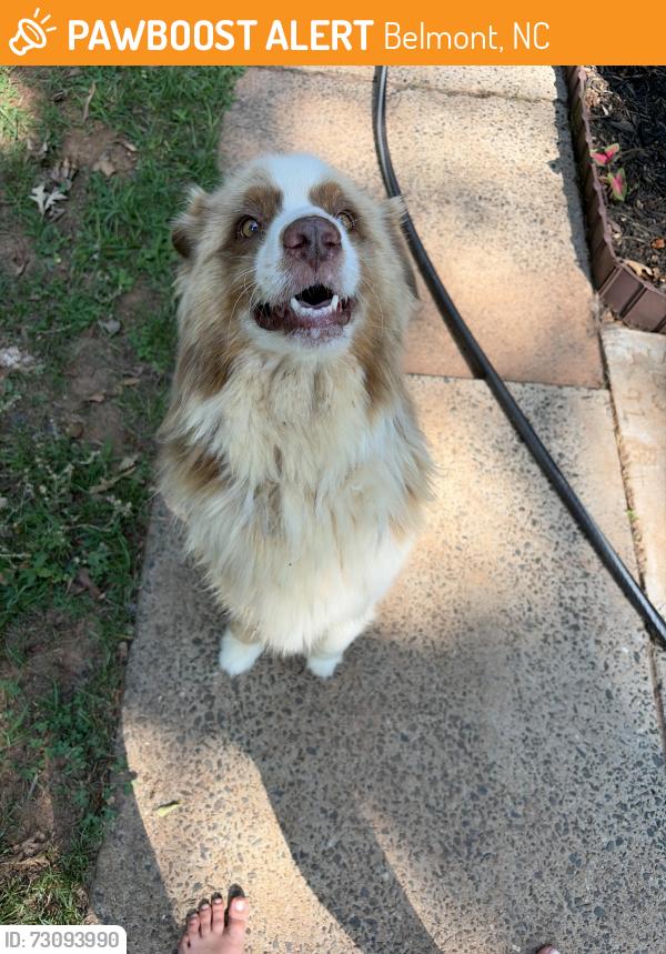 Found/Stray Male Dog last seen Near Dickson Animal hosp, Belmont, NC 28012
