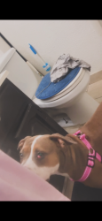 Reunited Female Dog last seen Near silver dollar ave, Las Vegas, NV 89102