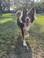 Reunited Male Dog last seen No cross street- at the end of SE 6th Street way, Bushnell, FL 33513