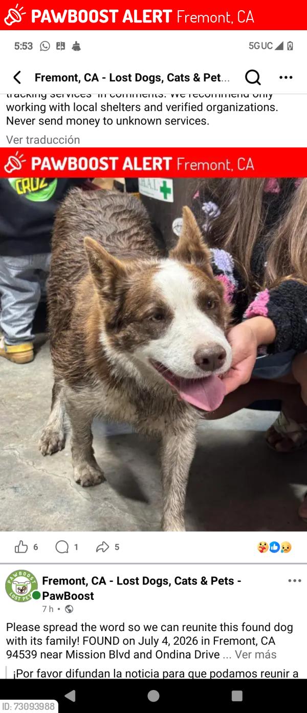 Lost Female Dog last seen Fremont California, Fremont, CA 94538