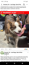 Lost Female Dog last seen Fremont California, Fremont, CA 94538
