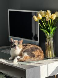 Reunited Female Cat last seen On Clyde Rd between Eager Rd and Fisher Rd, Oceola Township, MI 48855