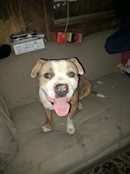 Found/Stray Male Dog last seen Circle k, Granite Quarry, NC 28146