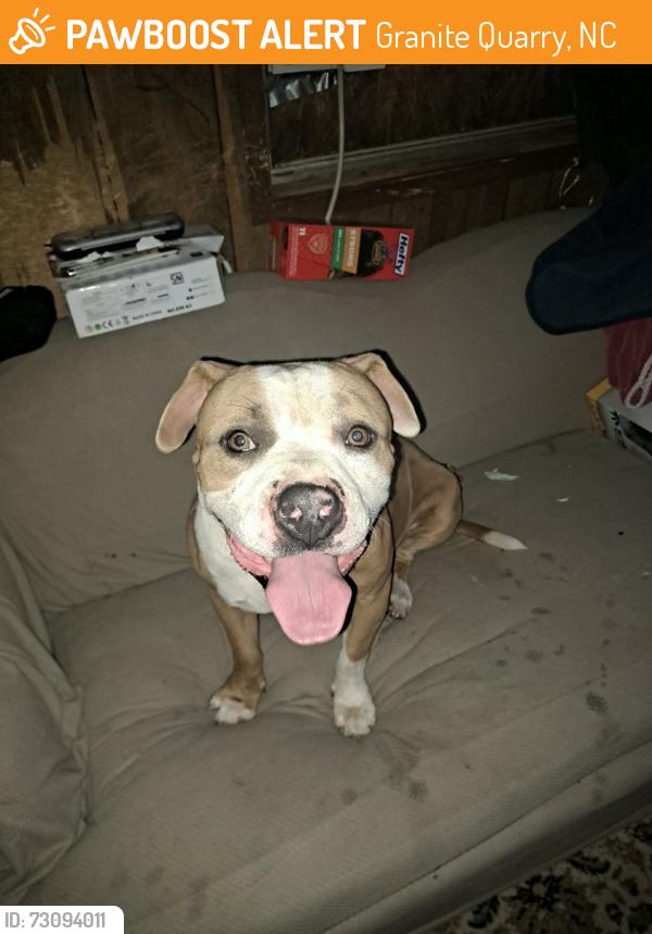Found/Stray Male Dog last seen Circle k, Granite Quarry, NC 28146