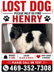 Lost Male Dog last seen Bloomberg and Ridge Road area., McKinney, TX 75071