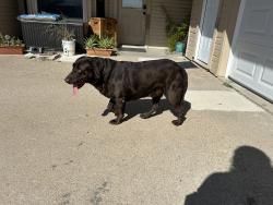 Found/Stray Male Dog last seen North of Nash, south of West road, Waxahachie, TX 75165