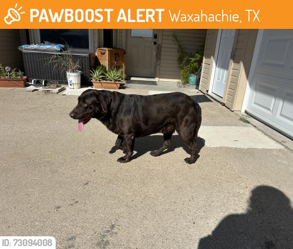 Found/Stray Male Dog last seen North of Nash, south of West road, Waxahachie, TX 75165