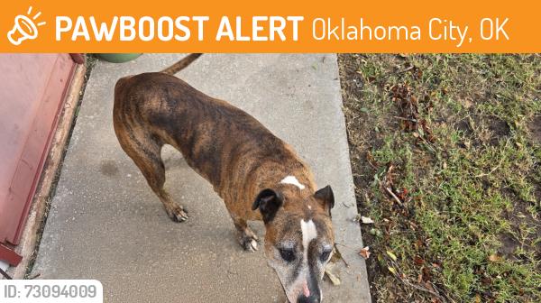 Found/Stray Female Dog last seen SW 57th & Regina Ave, Oklahoma City, OK 73179