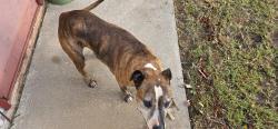Found/Stray Female Dog last seen SW 57th & Regina Ave, Oklahoma City, OK 73179