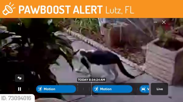 Found/Stray Unknown Cat last seen Deer forest and Stags leap off livingston, Lutz, FL 33559