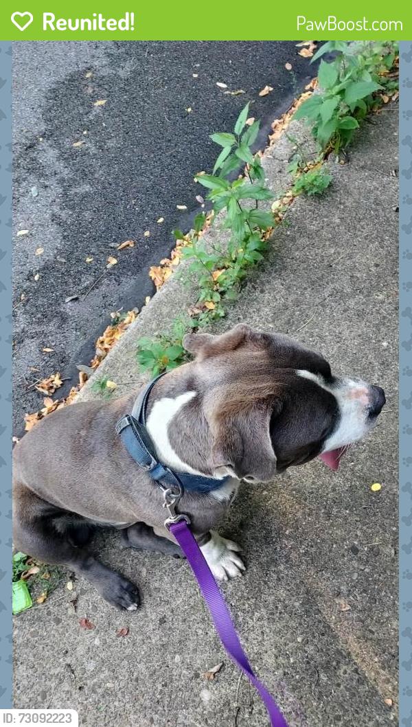 Reunited Male Dog last seen In yard, Pittsburgh, PA 15208