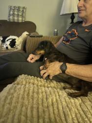 Reunited Male Dog last seen Peoria Ave, Skiatook, OK 74070