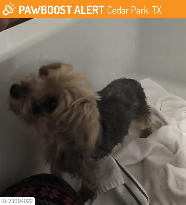 Found/Stray Female Dog last seen Costco Cedar Park, Cedar Park, TX 76813