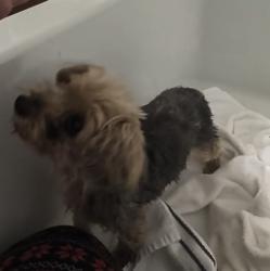 Found/Stray Female Dog last seen Costco Cedar Park, Cedar Park, TX 76813