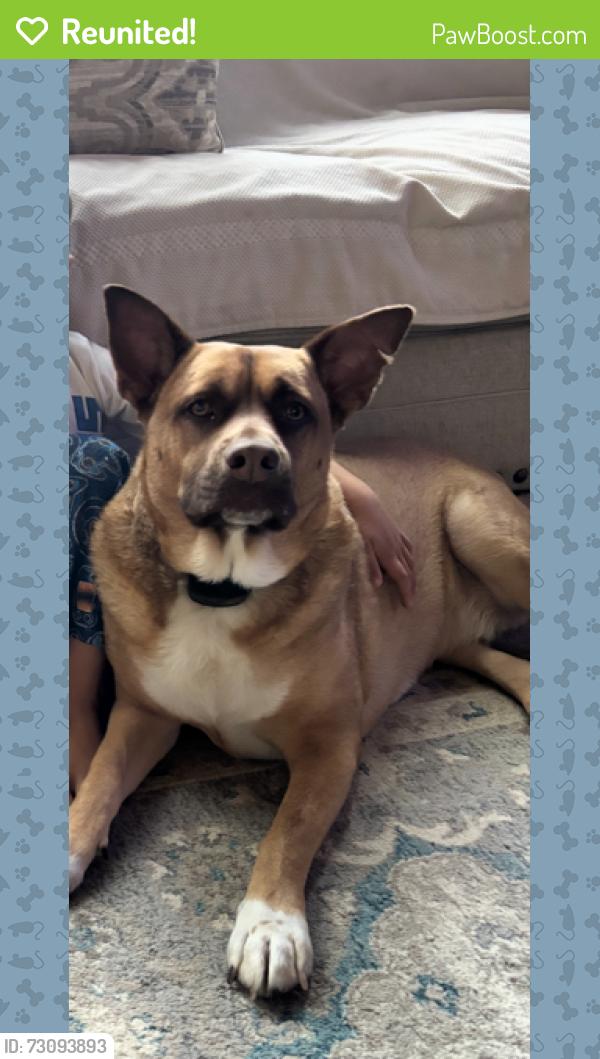 Reunited Male Dog last seen Burnt Bridge Subdivision - Spring Ridge Dr, Cumming GA 30028 , Cumming, GA 30028