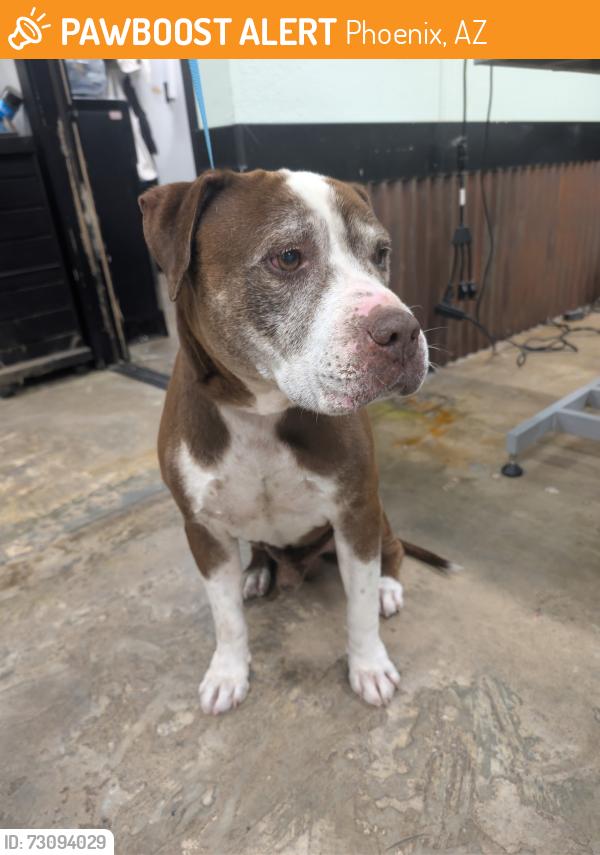 Found/Stray Male Dog last seen Hatcher and 12th st, Phoenix, AZ 85020