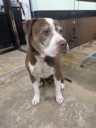 Found/Stray Male Dog last seen Hatcher and 12th st, Phoenix, AZ 85020