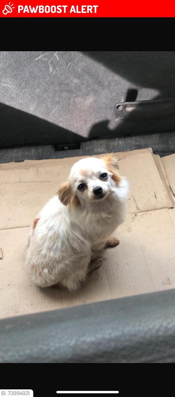Lost Female Dog last seen Dyson road, Greater London, England N18 2DP